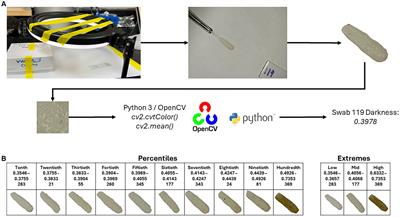 Oral swabs as a proxy for direct ruminal microbiome sampling in Holstein dairy cows is correlated with sample color